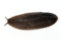 Laevicaulis alte Malaysia adult